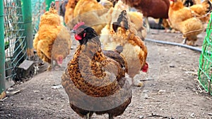 Red and black hen close-up. Brown feathered domestic bird that lays eggs. Rural life on a farm in village