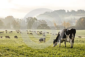 Red and black Holstein cows are grazing on a cold autumn morning