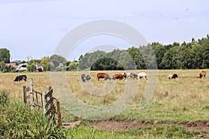 Red and black Holstein Frysian cows on a meadows