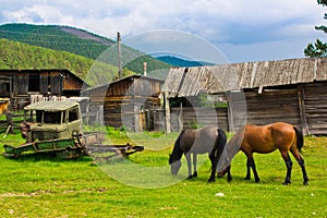 A red and black horses graze on a green meadow next to old ruined wooden houses and a broken car