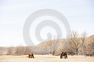 Red and black horses grazing in the field against the hills