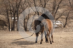 Red and black horses pet each other on the field