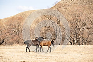 Red and black horses pet each other on the field