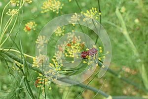 Red and black Italian Striped Beetle or Minstrel Bug Graphosoma lineatum