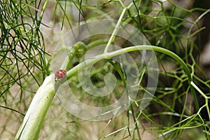 Red and black ladybird