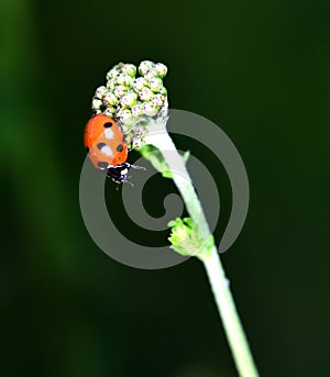 Red and Black Ladybird