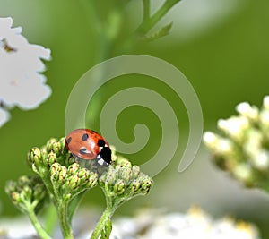 Red and Black Ladybird