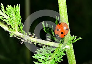 Red and Black Ladybird