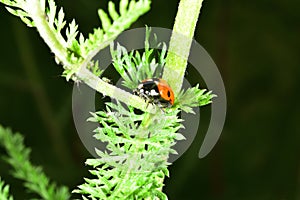 Red and Black Ladybird