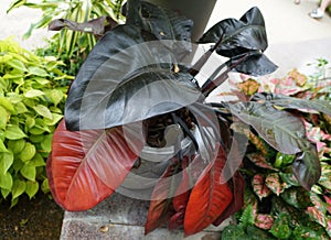 Red and black leaves of Philodendron Black Cardinal, a popular indoor plant