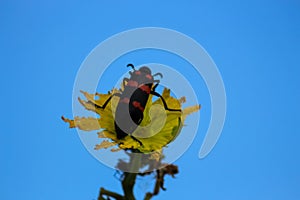 Red black membraned bee bug on a yellow flower with sky background