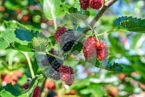 Red and black mulberries growing on the branch of a tree photo