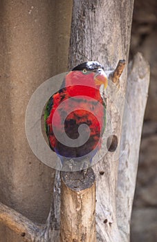 Red and black parrot close-up
