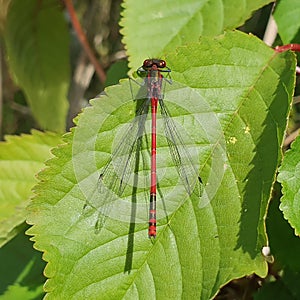 Red black rare dragonfly photo