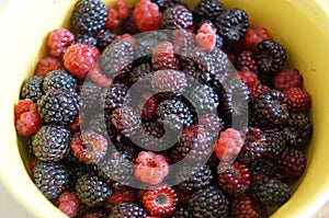 Red and black raspberry fruit