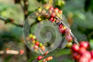 Red and black ripe coffee beans on the branch in coffee plantation farm.