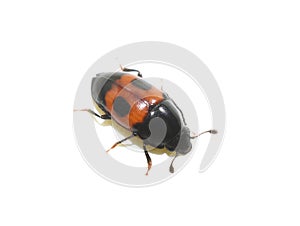 Red and black sap beetle on white photo