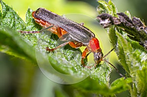 Red black soldier soft beetle in green season nature meadow