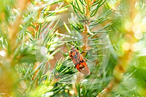 Red and black squash bug in the tree on a balcony, Corizus hyoscyami