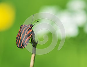 Red and Black Striped Beetle .