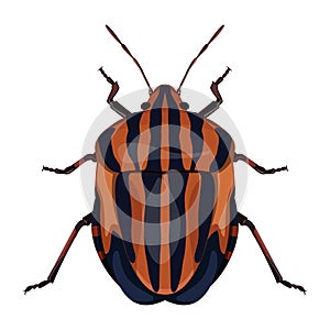 Red-black striped bug, striped graphosoma