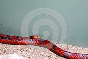 Colorful dangerous looking but nonpoisonous snake, Milksnake