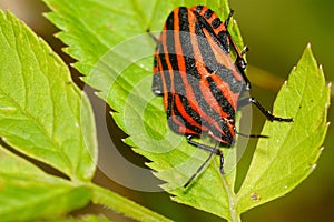 Red black striped shield bug sitting on a flower