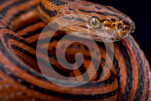 Red-Black striped snake Bothropthalmus lineatus photo