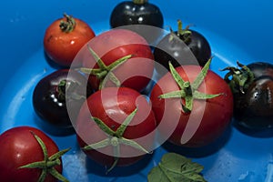 Red and black tomatoes fresh from the garden in a blue plastic b
