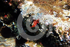 Red-black triplefin blenny - Tripterygion tripteronotum photo