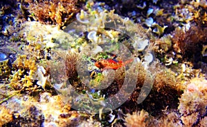 Red-black triplefin blenny - Tripterygion tripteronotum photo