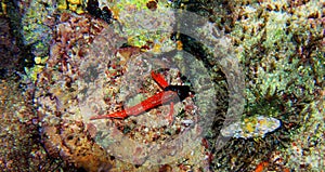 Red-black triplefin blenny - Tripterygion tripteronotum photo