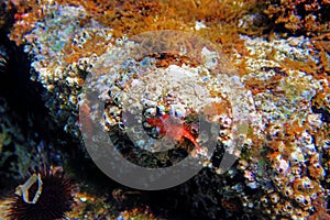 Red-black triplefin blenny - Tripterygion tripteronotum photo