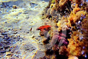 Red-black triplefin blenny - Tripterygion tripteronotum photo