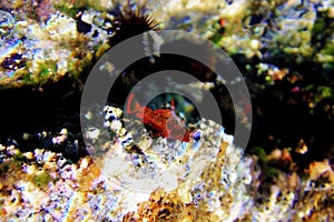 Red-black triplefin blenny - Tripterygion tripteronotum photo