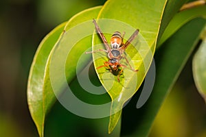 Red and black wasp Apocrita sitting on a green leaf