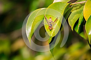 Red and black wasp Apocrita sitting on a green leaf photo