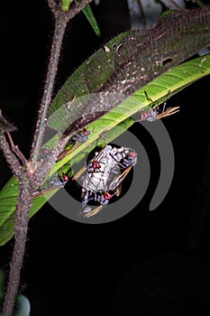 Red and black wasps on their nest hanging in a green leaf, Madagascar