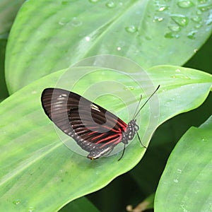 Red, black, white butterfly on green leaf.
