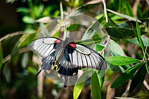 Red, black, and white butterfly on a green leaf