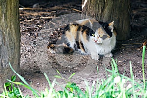 Red, black and white cat in a countryside. A tricolor cat sitting on the ground. Calico lady cat with yellow eyes.