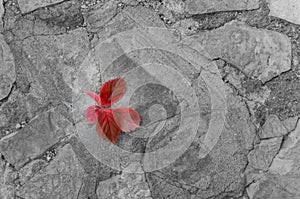 Red on black and white. Fallen red leaves on a broken pavement. Autumn background