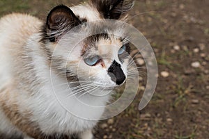 Red, black, white sad cat with blue eyes