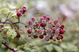 Red blackberry`s coming into bloom