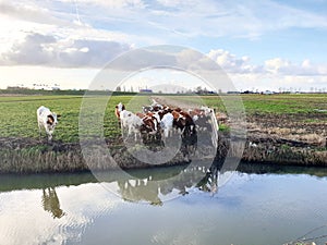 Red and blackwhite frysian cows on a meadow in Moordrecht looking curious in the Netherlands.