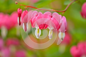 Red bleeding heart flowers bloom in the spring perennial garden