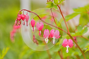 Red bleeding heart flowers bloom in the spring perennial garden