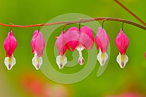 Red bleeding heart flowers bloom in the spring perennial garden