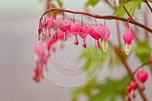 Red bleeding heart flowers bloom in the spring perennial garden