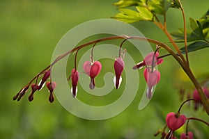 Red bleeding heart flowers